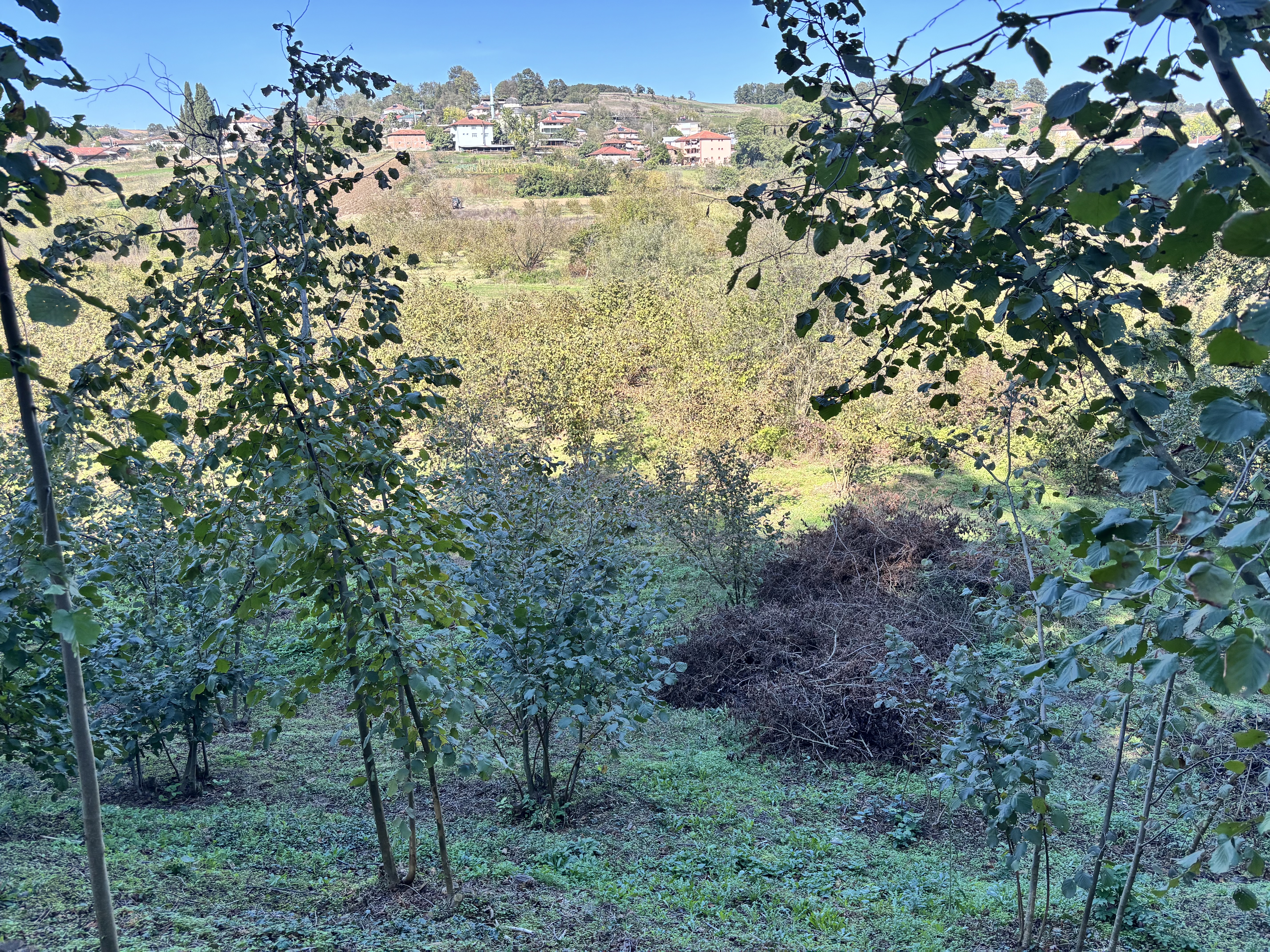 SALMANLI'DA KÖYE ÇOK YAKIN KONUMDA 70 OCAKLI 1176 M2 FINDIKLIK